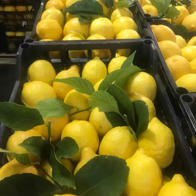 Λεμόνια τελάρα