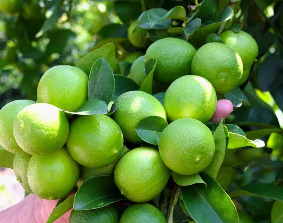 lime borange | Πορτοκάλια, Λεμονιά, Lime, Αποχυμωτές